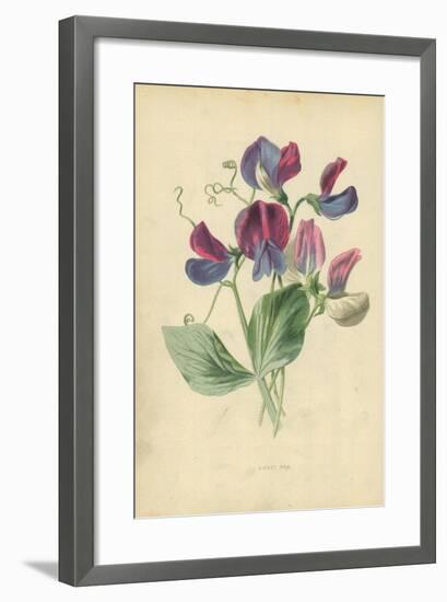 Sweet Pea-Frederick Edward Hulme-Framed Giclee Print