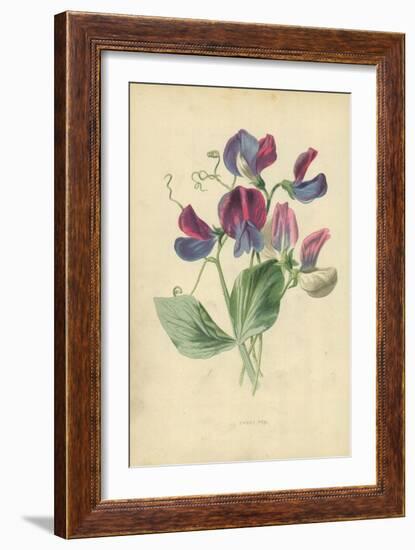 Sweet Pea-Frederick Edward Hulme-Framed Giclee Print