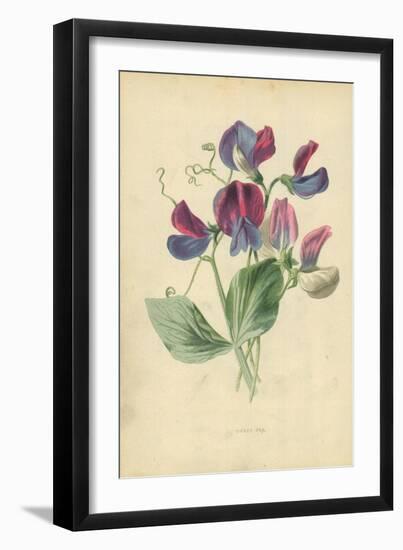 Sweet Pea-Frederick Edward Hulme-Framed Giclee Print