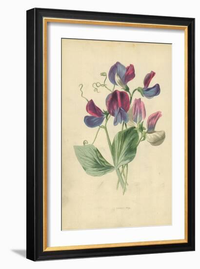 Sweet Pea-Frederick Edward Hulme-Framed Giclee Print