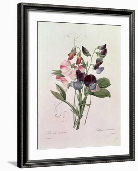 Sweet Peas (Lathyrus Odoratur) from 'Choix Des Plus Belles Fleurs', 1827-33-Pierre-Joseph Redouté-Framed Giclee Print