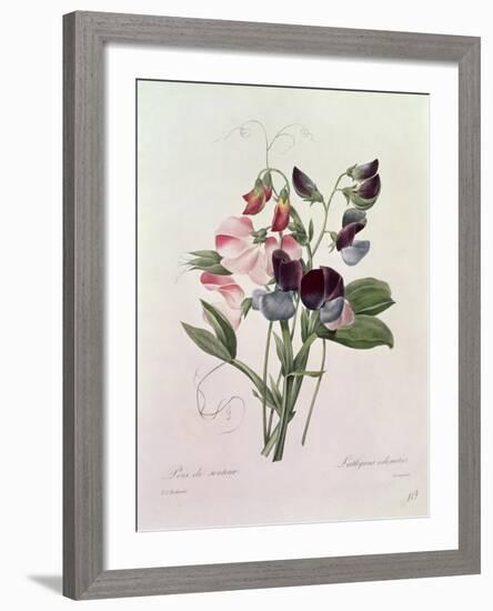 Sweet Peas (Lathyrus Odoratur) from 'Choix Des Plus Belles Fleurs', 1827-33-Pierre-Joseph Redouté-Framed Giclee Print