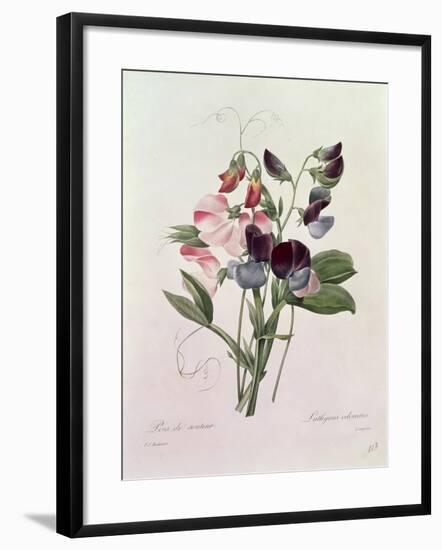 Sweet Peas (Lathyrus Odoratur) from 'Choix Des Plus Belles Fleurs', 1827-33-Pierre-Joseph Redouté-Framed Giclee Print