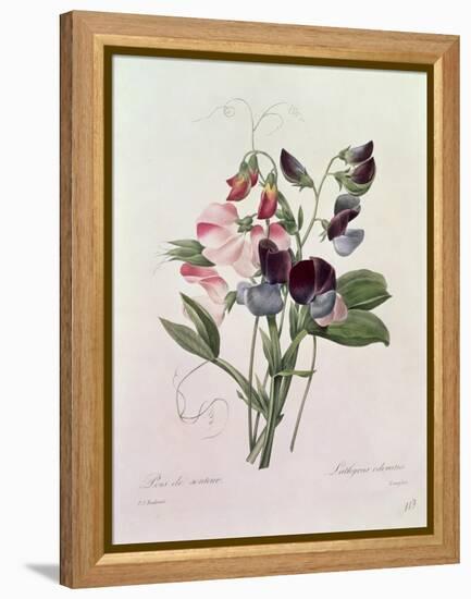 Sweet Peas (Lathyrus Odoratur) from 'Choix Des Plus Belles Fleurs', 1827-33-Pierre-Joseph Redouté-Framed Premier Image Canvas