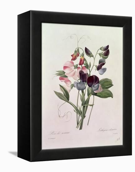 Sweet Peas (Lathyrus Odoratur) from 'Choix Des Plus Belles Fleurs', 1827-33-Pierre-Joseph Redouté-Framed Premier Image Canvas