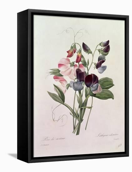 Sweet Peas (Lathyrus Odoratur) from 'Choix Des Plus Belles Fleurs', 1827-33-Pierre-Joseph Redouté-Framed Premier Image Canvas