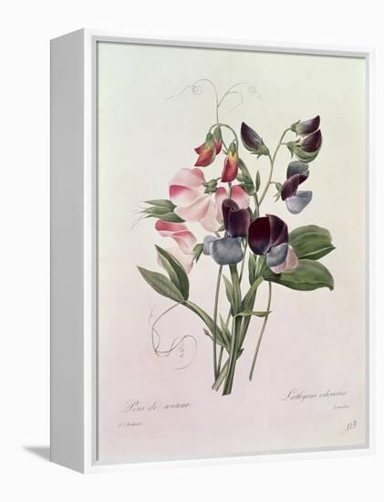 Sweet Peas (Lathyrus Odoratur) from 'Choix Des Plus Belles Fleurs', 1827-33-Pierre-Joseph Redouté-Framed Premier Image Canvas