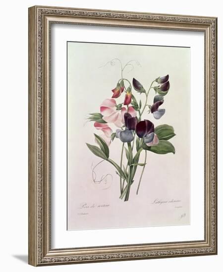 Sweet Peas (Lathyrus Odoratur) from 'Choix Des Plus Belles Fleurs', 1827-33-Pierre-Joseph Redouté-Framed Giclee Print