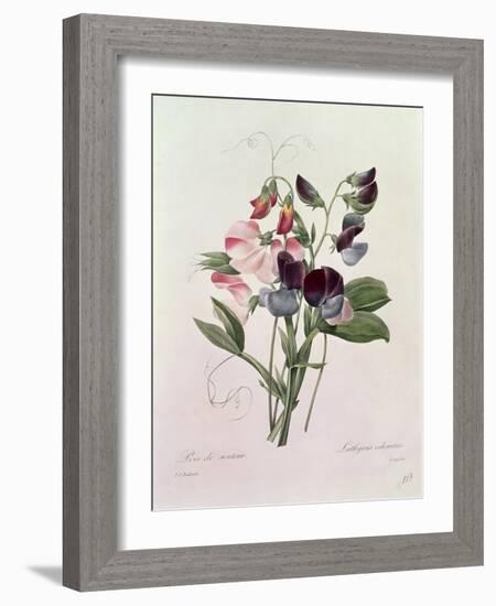 Sweet Peas (Lathyrus Odoratur) from 'Choix Des Plus Belles Fleurs', 1827-33-Pierre-Joseph Redouté-Framed Giclee Print