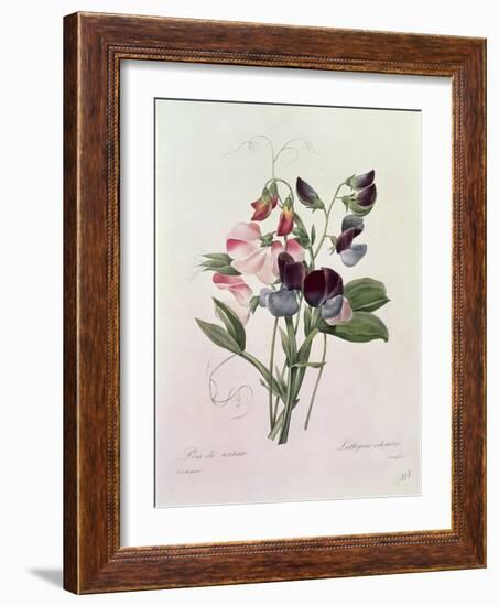 Sweet Peas (Lathyrus Odoratur) from 'Choix Des Plus Belles Fleurs', 1827-33-Pierre-Joseph Redouté-Framed Giclee Print