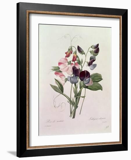 Sweet Peas (Lathyrus Odoratur) from 'Choix Des Plus Belles Fleurs', 1827-33-Pierre-Joseph Redouté-Framed Giclee Print