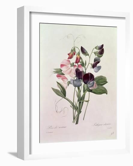 Sweet Peas (Lathyrus Odoratur) from 'Choix Des Plus Belles Fleurs', 1827-33-Pierre-Joseph Redouté-Framed Giclee Print