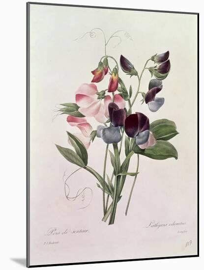 Sweet Peas (Lathyrus Odoratur) from 'Choix Des Plus Belles Fleurs', 1827-33-Pierre-Joseph Redouté-Mounted Giclee Print