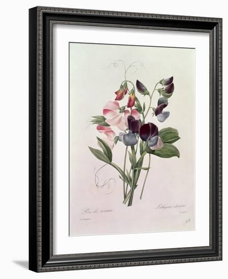 Sweet Peas (Lathyrus Odoratur) from 'Choix Des Plus Belles Fleurs', 1827-33-Pierre-Joseph Redouté-Framed Giclee Print