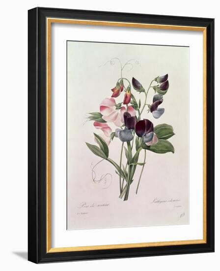 Sweet Peas (Lathyrus Odoratur) from 'Choix Des Plus Belles Fleurs', 1827-33-Pierre-Joseph Redouté-Framed Giclee Print