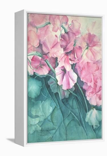 Sweet Peas, Pink Pride-Karen Armitage-Framed Premier Image Canvas