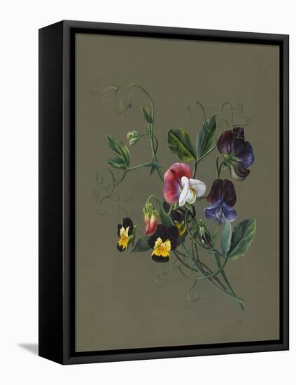 Sweet Peas (Quitro) and Violas, 1830 (W/C and Bodycolour on Paper with a Prepared Ground)-Louise D'Orleans-Framed Premier Image Canvas