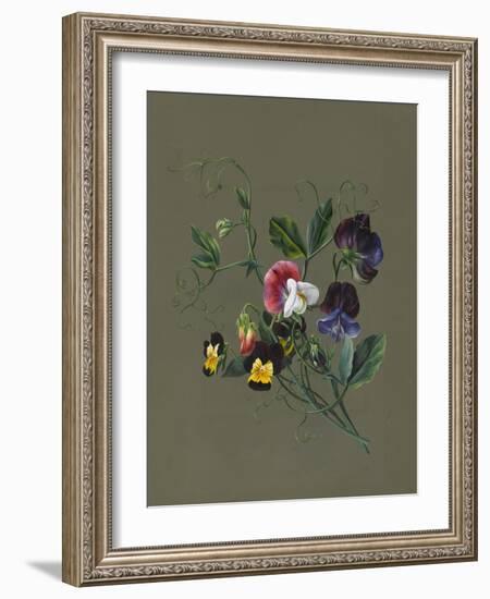 Sweet Peas (Quitro) and Violas, 1830 (W/C and Bodycolour on Paper with a Prepared Ground)-Louise D'Orleans-Framed Giclee Print