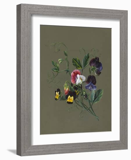 Sweet Peas (Quitro) and Violas, 1830 (W/C and Bodycolour on Paper with a Prepared Ground)-Louise D'Orleans-Framed Giclee Print