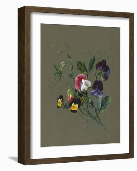 Sweet Peas (Quitro) and Violas, 1830 (W/C and Bodycolour on Paper with a Prepared Ground)-Louise D'Orleans-Framed Giclee Print