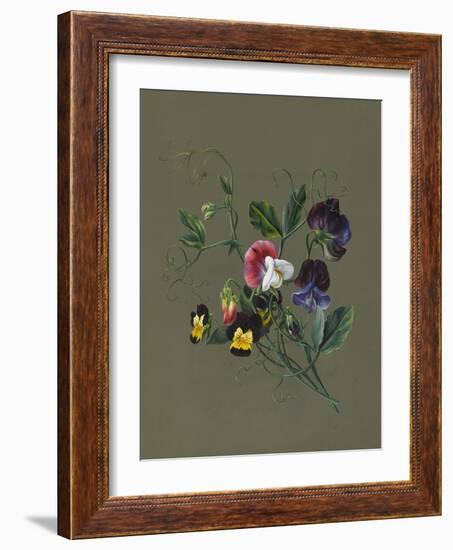 Sweet Peas (Quitro) and Violas, 1830 (W/C and Bodycolour on Paper with a Prepared Ground)-Louise D'Orleans-Framed Giclee Print