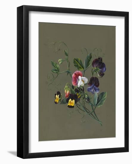 Sweet Peas (Quitro) and Violas, 1830 (W/C and Bodycolour on Paper with a Prepared Ground)-Louise D'Orleans-Framed Giclee Print