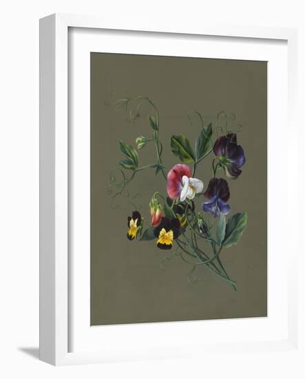 Sweet Peas (Quitro) and Violas, 1830 (W/C and Bodycolour on Paper with a Prepared Ground)-Louise D'Orleans-Framed Giclee Print