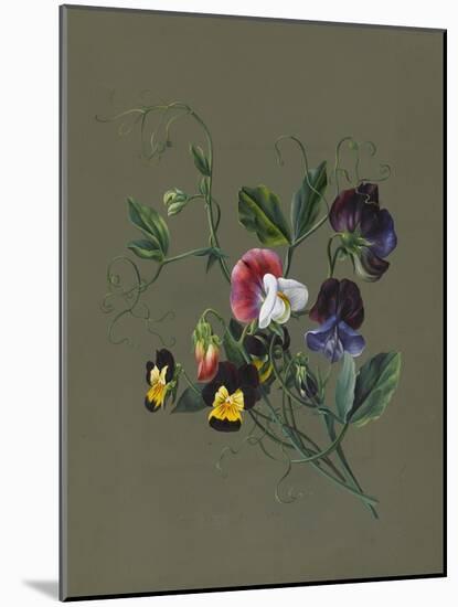 Sweet Peas (Quitro) and Violas, 1830 (W/C and Bodycolour on Paper with a Prepared Ground)-Louise D'Orleans-Mounted Giclee Print