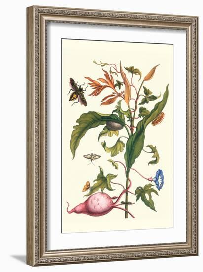 Sweet Potato with Melonworm and Giant Big-Legged Bug-Maria Sibylla Merian-Framed Art Print