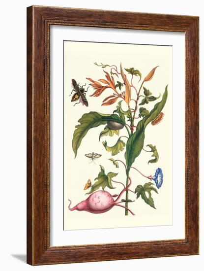 Sweet Potato with Melonworm and Giant Big-Legged Bug-Maria Sibylla Merian-Framed Art Print