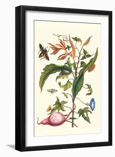 Sweet Potato with Melonworm and Giant Big-Legged Bug-Maria Sibylla Merian-Framed Art Print