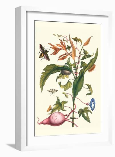 Sweet Potato with Melonworm and Giant Big-Legged Bug-Maria Sibylla Merian-Framed Art Print