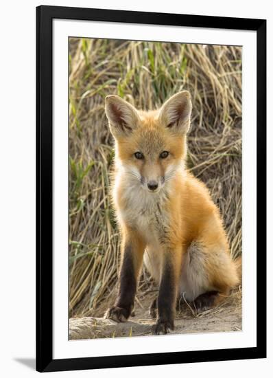 Sweet Red Fox Kit-Jason Savage-Framed Giclee Print