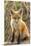 Sweet Red Fox Kit-Jason Savage-Mounted Giclee Print