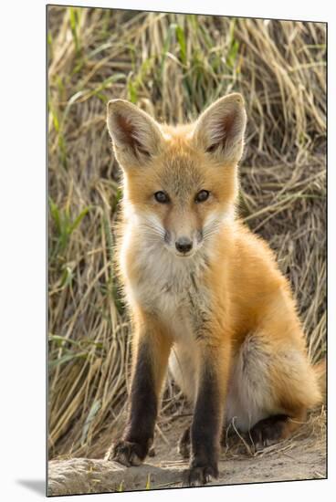 Sweet Red Fox Kit-Jason Savage-Mounted Giclee Print