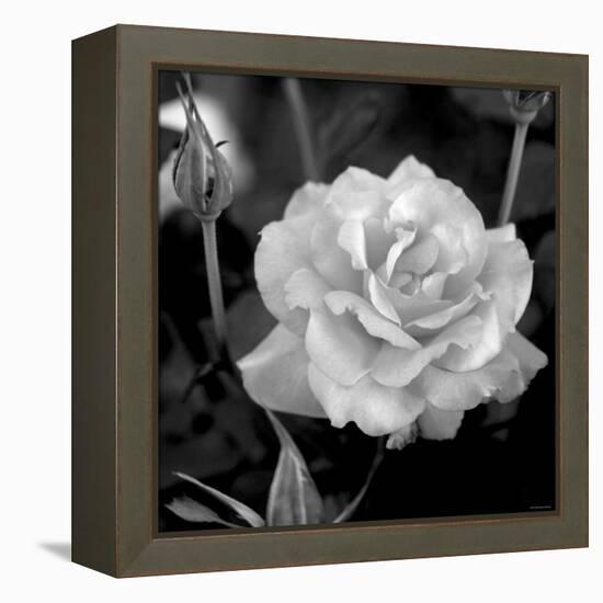 Sweet Rose I-Nicole Katano-Framed Stretched Canvas