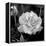 Sweet Rose I-Nicole Katano-Framed Stretched Canvas