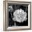 Sweet Rose I-Nicole Katano-Framed Photo