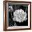 Sweet Rose I-Nicole Katano-Framed Photo