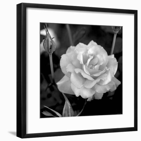 Sweet Rose I-Nicole Katano-Framed Photo