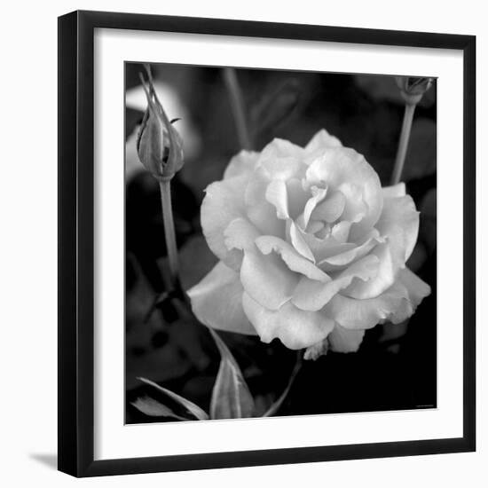 Sweet Rose I-Nicole Katano-Framed Photo