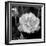 Sweet Rose I-Nicole Katano-Framed Photo