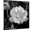 Sweet Rose I-Nicole Katano-Mounted Photo