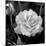 Sweet Rose I-Nicole Katano-Mounted Photo