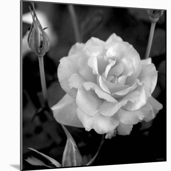 Sweet Rose I-Nicole Katano-Mounted Photo