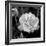 Sweet Rose I-Nicole Katano-Framed Photo