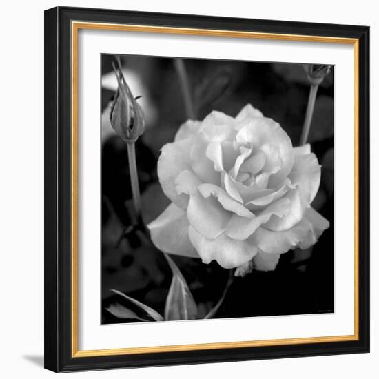 Sweet Rose I-Nicole Katano-Framed Photo