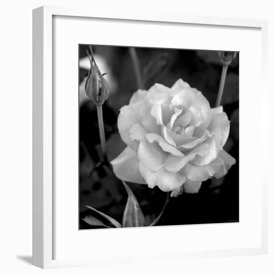 Sweet Rose I-Nicole Katano-Framed Photo