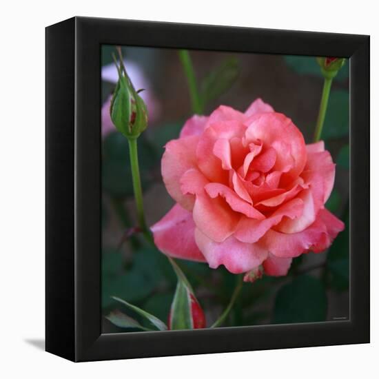 Sweet Rose I-Nicole Katano-Framed Stretched Canvas