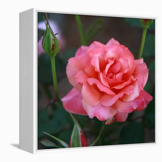 Sweet Rose I-Nicole Katano-Framed Stretched Canvas